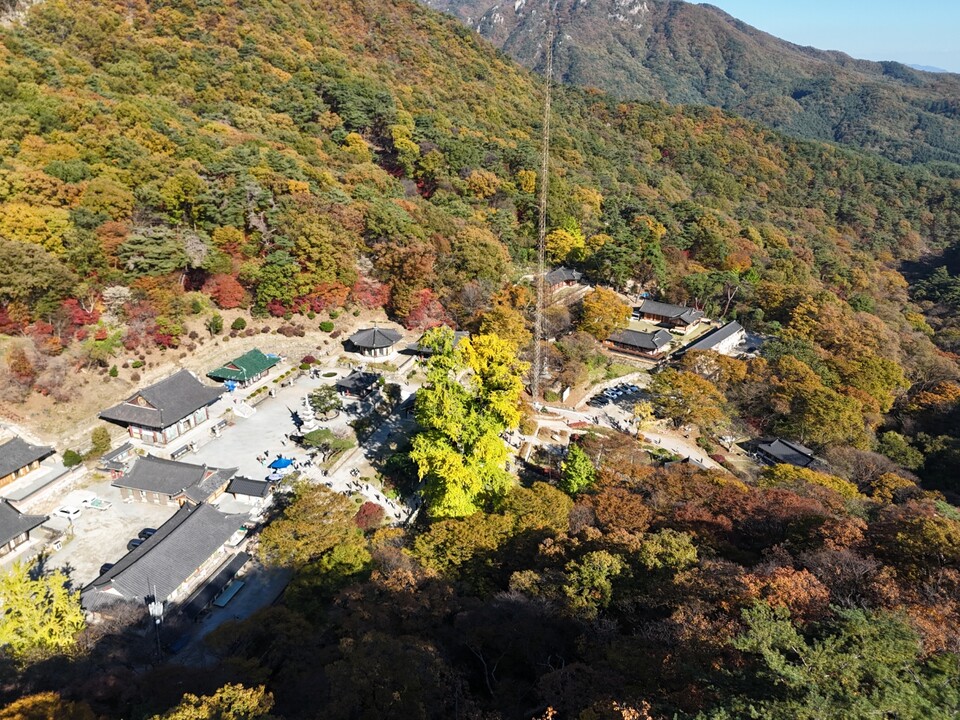 3일 오후 1시50분께 찾은 양평 용문사 하늘 위에서 본 은행나무는 마치 가을의 정점에 선 거대한 황금기둥처럼 빛나고 있었다. (사진=김광섭 기자)