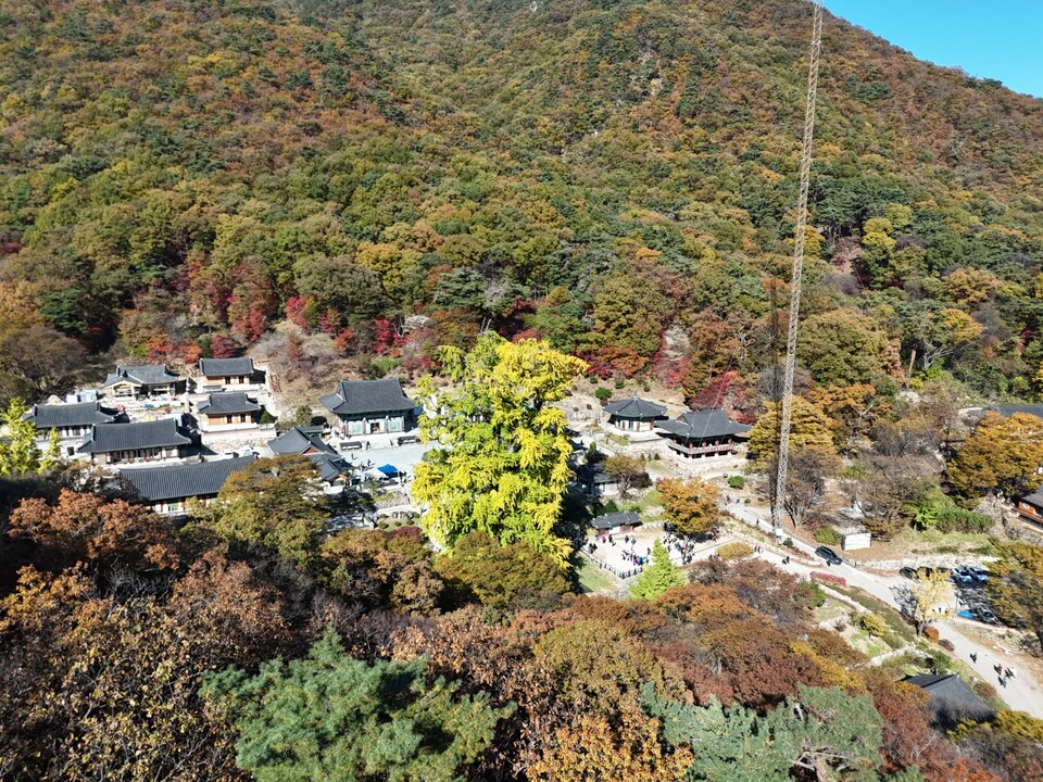 3일 오후 1시50분께 찾은 양평 용문사 하늘 위에서 본 은행나무는 마치 가을의 정점에 선 거대한 황금기둥처럼 빛나고 있었다. (사진=김광섭 기자)