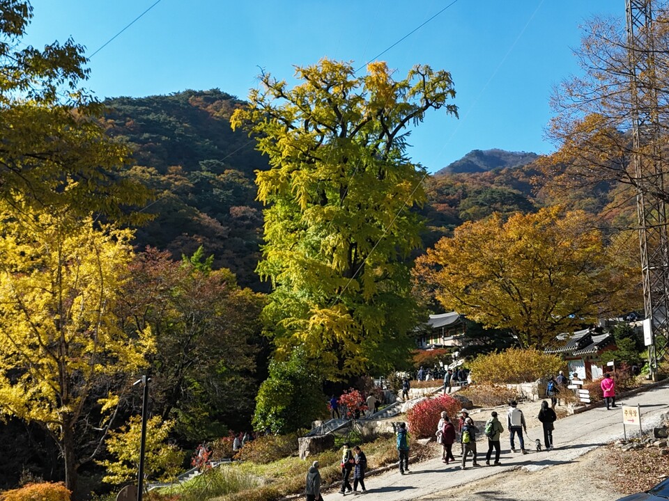 3일 오후 1시50분께 찾은 양평 용문사 하늘 위에서 본 은행나무는 마치 가을의 정점에 선 거대한 황금기둥처럼 빛나고 있었다. (사진=김광섭 기자)