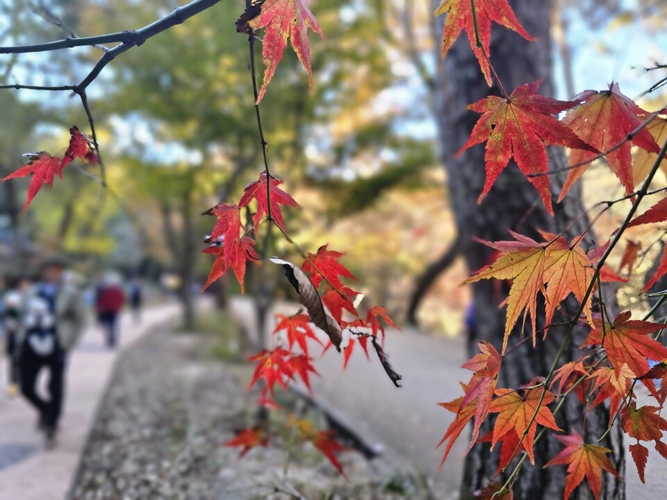 수도권(경기·인천 등)은 내일(6일) 대체로 맑다가 밤부터 구름 많겠다. 새벽부터 오전 사이 경기내륙을 중심으로 짙은 안개가 끼겠고, 낮과 밤의 기온차가 10~15℃로 크게 벌어지겠다. 경기북부 내륙과 산지에는 서리가 내리는 곳이 있겠으니 농작물 관리에 유의가 필요하다. (사진=중앙신문DB)