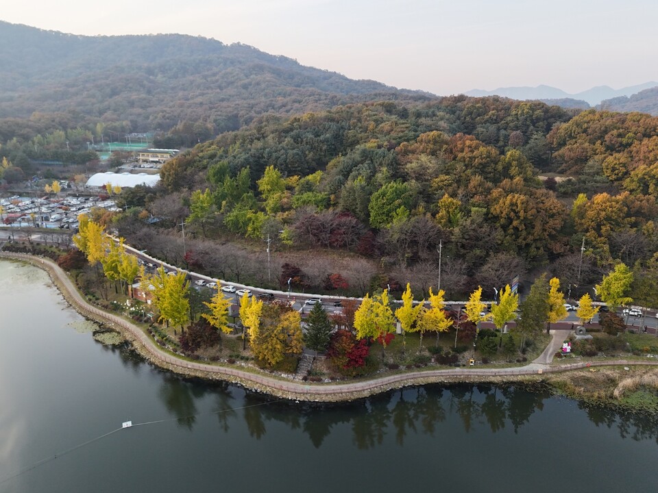6일 오후 4시50분께 이천 설봉호수 둘레길을 따라 은행나무들이 노랗게 물들어 있다.  (사진=송석원 기자)