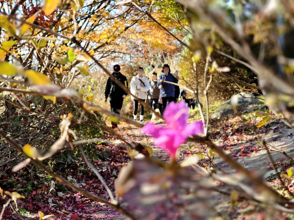 15일 오전 11시5분께 이천시 설봉산 정상과 설봉공원 주변에서 철쭉이 여러 송이 피어나 등산객들을 반기고 있다. (사진=송석원 기자)