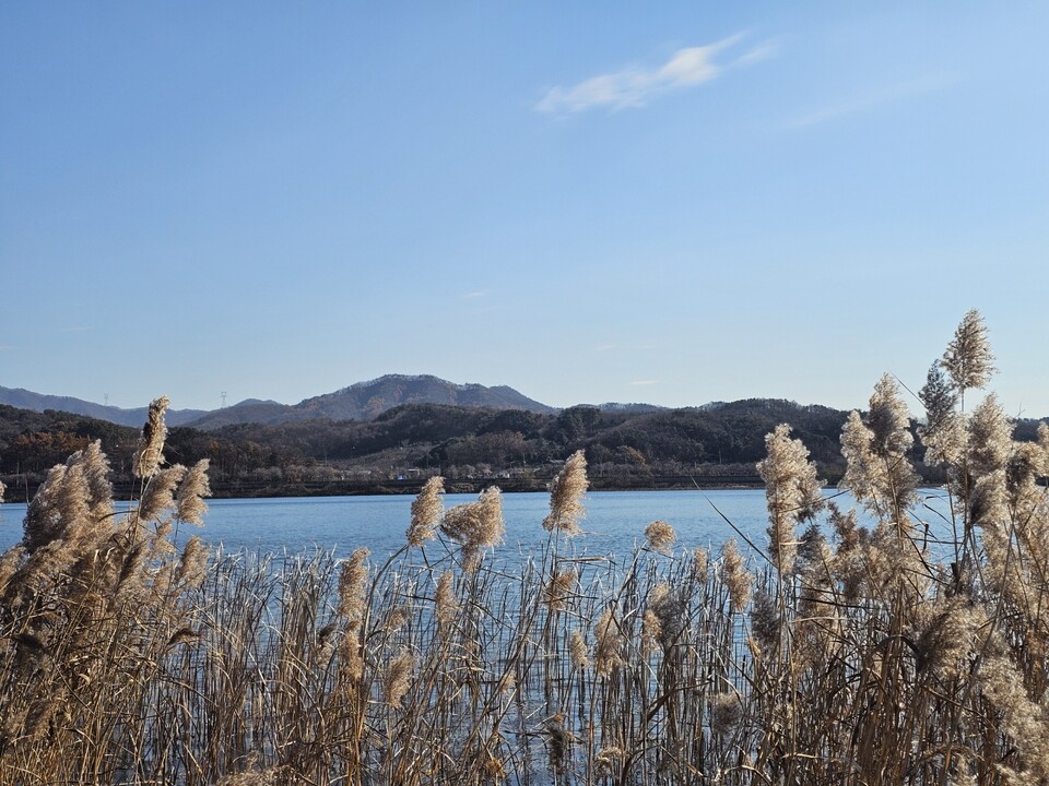 19일 수요일 수도권(인천·경기 등)은 아침까지 겨울바람이 이어지며 체감온도가 큰 폭으로 떨어지겠다. 전날(18일) 밤부터 새벽사이 경기남부 서해안을 중심으로 약한 빗방울이나 눈이 날리는 곳이 있겠고, 기온이 낮아 교량·고가도로 등에서는 살얼음이 나타날 수 있어 출근길 안전에 유의해야 한다. 사진은 18일 오전 남양주시 북한강변에 핀 갈대. (사진=이건구 기자)
