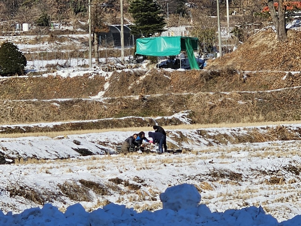 22일 낮 12시13분께 여주시 대신면 상교리의 한 논에서 마을 사람들로 보이는 남성 4명이 겨울철 보양식으로 잘 알려진 미꾸라지를 잡고 있다. (사진=김광섭 기자)