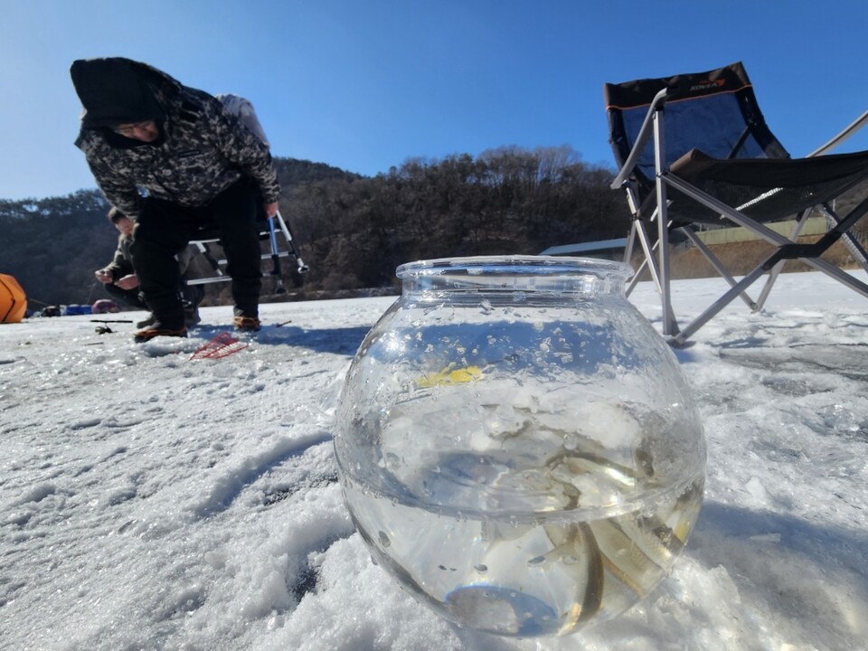 입춘을 하루 앞둔 3일 오후 1시20분께 원주시 문막읍 반계저수지에서 빙어 낚시객이 잡은 빙어를 어항에 담아두고 있다. (사진=김광섭 기자)