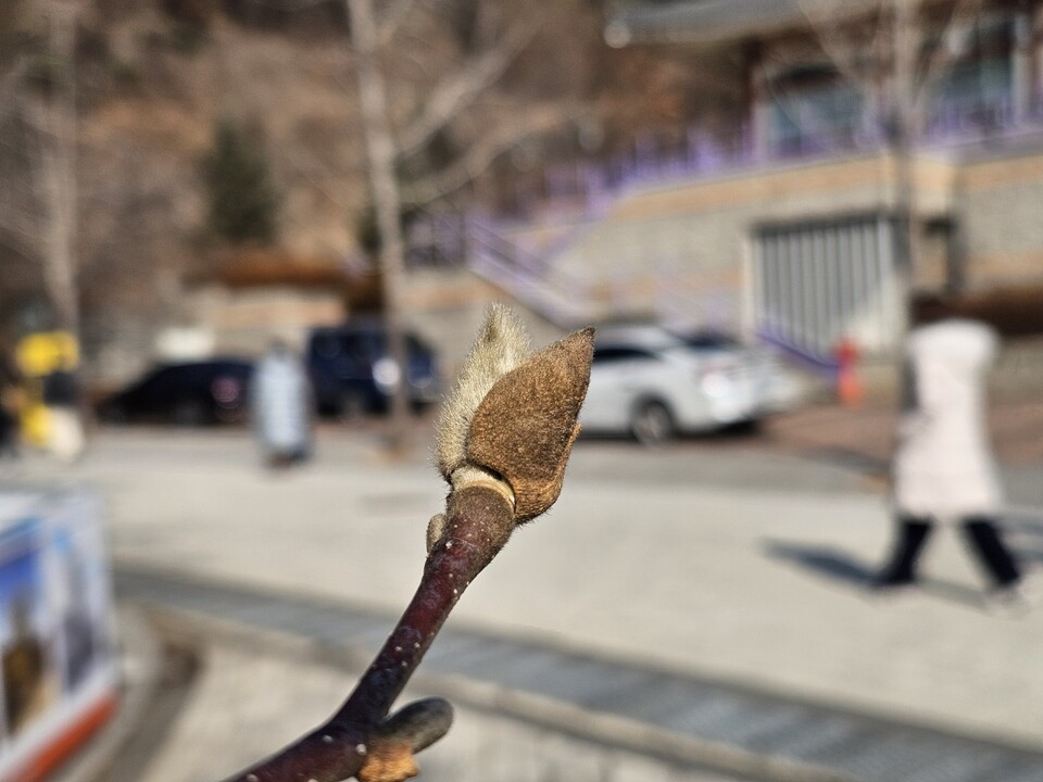 18일 오전 10시50분께 양평 용문산 관광단지 화단에서 목련 꽃눈이 갈색 외피를 밀어 올리며 모습을 드러냈다. (사진=이건구 기자)