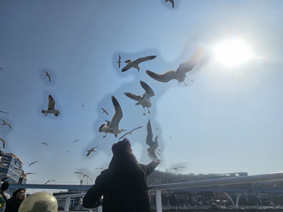 갈매기들이 새우깡을 먹으려고 관광객에게 몰려들고 있다. (사진=남용우 선임기자)
