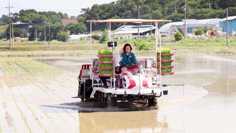 4일 오후 안성시의 한 논에서 김보라 안성시장이 이양기에 올라 직접 모내기를 하고 있다. (사진=김보라 안성시장 페이스북)