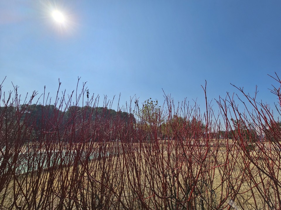 14일 목요일인 오늘 경기·인천지역은 아침엔 영하의 기온으로 쌀쌀하겠지만, 낮엔 16도까지 올라 포근하겠다. 오전 경기내륙을 중심으로 안개 끼는 곳이 있겠다. 미세먼지와 초미세먼지가 많아지면서 대기질은 나쁠 것으로 예상된다. 사진은 13일 오후 의정부 송산사지근린공원의 흰말채나무. (사진=김광섭 기자)