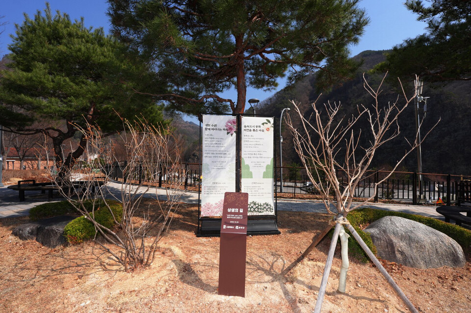 청량산 수원캠핑장 입구에 수원과 봉화의 상생을 기념하며 심은 진달래(왼쪽)와 산목련 나무. (사진제공=수원시)