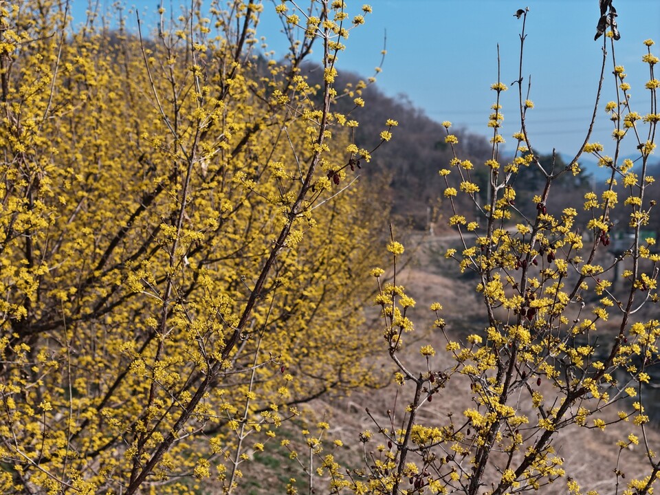 26일 목요일 수도권(인천, 경기 등) 지역은 오전까지 인천과 경기서부를 중심으로 짙은 안개가 끼겠고, 대체로 맑다가 늦은 오후부터 차차 구름이 많아지겠다. (사진=중앙신문 DB)