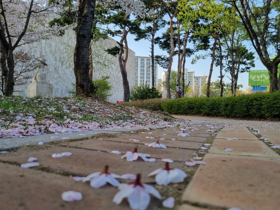 11일 오후 한국만화박물관 야외정원에 벚꽃비가 내려 바닥이 온통 꽃잎이다. (사진=김소영 기자)