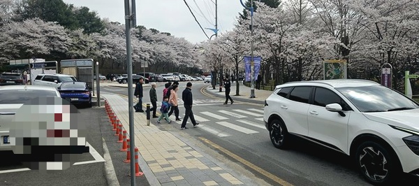 이천시 설봉공원에 봄을 알리는 벚꽃이 개화하며 상춘객들의 발길이 이어지고 있다. (사진제공=이천시)