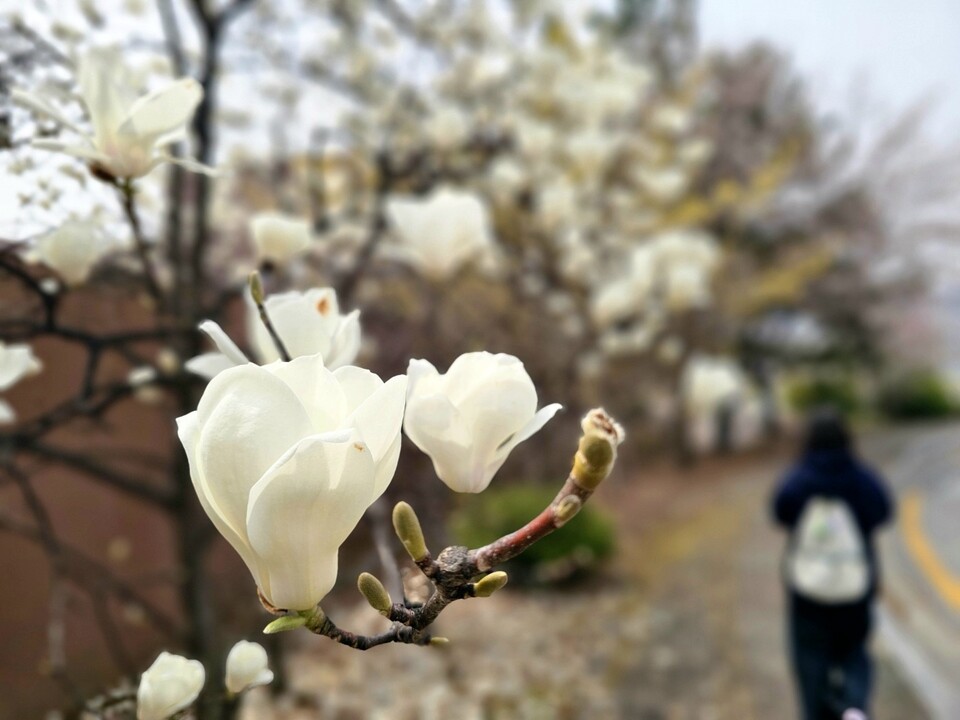 9일 목요일 수도권(인천, 경기 등) 지역은 대체로 흐린 가운데 돌풍과 천둥·번개를 동반한 비가 내리겠다. (사진=중앙신문 DB)