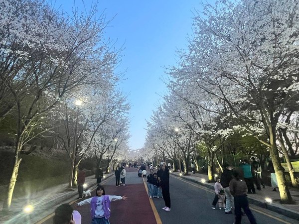 2026년 동두천 자유수호평화박물관 벚꽃맞이 야간개장, 성황리 개최 (동두천 제공)