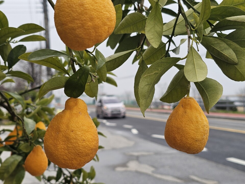 수요일인 15일 수도권 지역은 구름이 걷힌 뒤 맑은 날씨를 보이겠고, 낮 기온이 25℃ 안팎까지 오르며 초여름처럼 따뜻하겠다. 다만 낮과 밤의 기온차가 15℃ 안팎으로 크게 벌어져 건강 관리에 유의해야 한다. (사진=중앙신문DB)