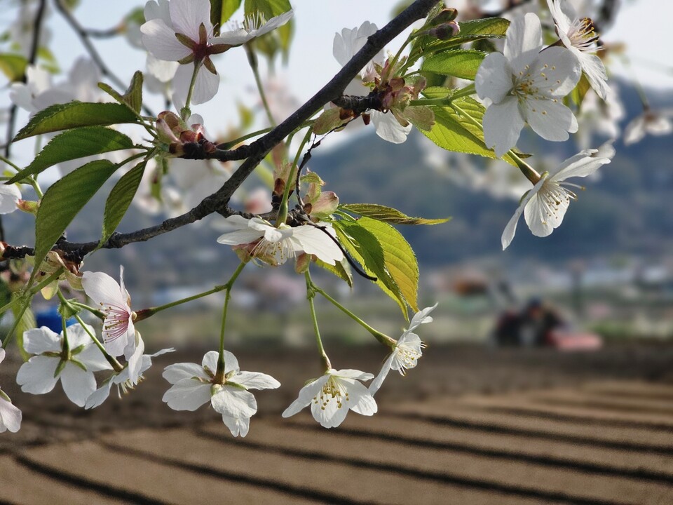 16일 목요일 수도권(인천, 경기 등) 지역은 낮과 밤의 기온차가 15도 이상 크게 벌어지겠고, 맑다가 오전부터 차차 흐려지겠다. (사진=중앙신문 DB)