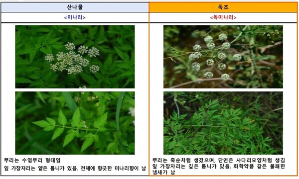 식품의약품안전처와 산림청 국립수목원은 16일 봄철 산나물과 비슷한 독초를 잘못 채취해 섭취하는 사고가 이어지고 있다며 주의를 당부했다. (사진제공=식약처)