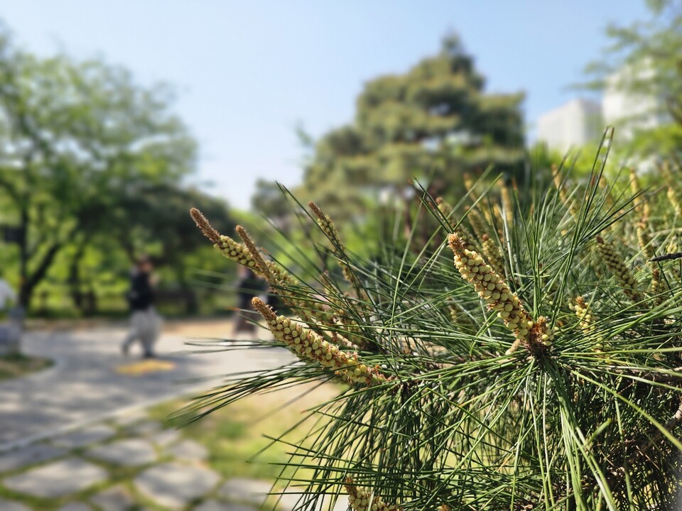 25일 오전 10시30분께 이천시 애련정의 한 소나무 가지에 노란 수꽃이 빼곡히 올라와 있다. (사진=송석원 기자)