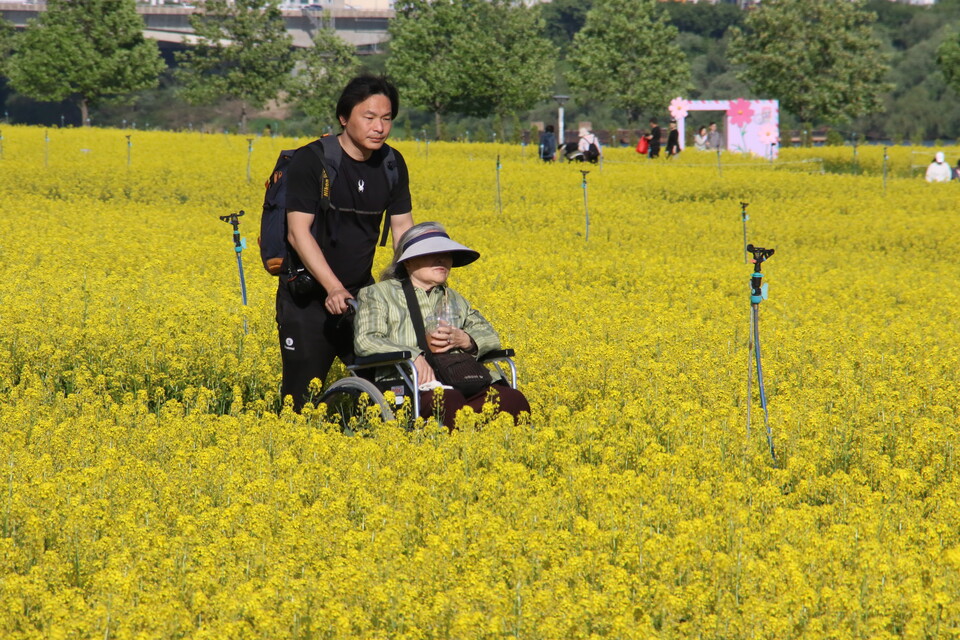 어버이날을 기념하기 위해 구리유채꽃축제 행사장을 찾은 서울 거주 관광객이 휠체어로 부모님을 모시고 노란 유채꽃밭의 정취를 감상하고 있다. (사진=이건구 기자)