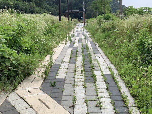 흑백 패턴 보도블럭 사이로 잡초가 무성하게 자라고 있다. /사진=오기춘 기자
