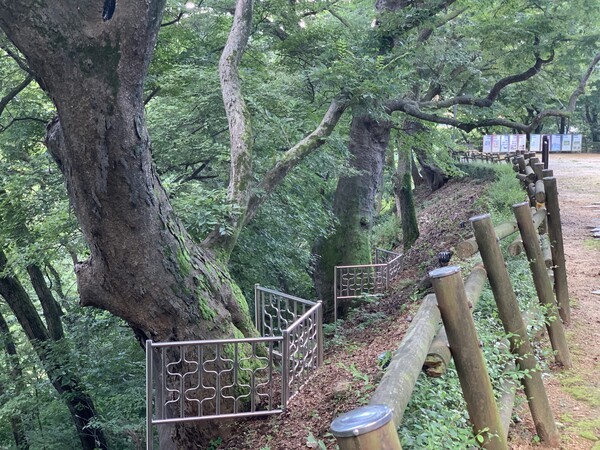 수령 약 600년이 넘은 보호수, 느티나무 두 그루(연천-11호, 12호). 고려 왕조가 망한 뒤 조선 태조 때 숭의전을 지으며 왕씨 후손이 심었다는 전설이 전해진다. /사진=오기춘 기자