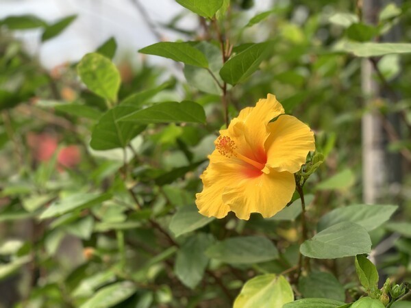 하와이안무궁화(Hawaiian Hibiscus·노랑 히비스커스). /사진=오기춘 기자