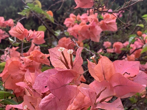 핑크 빛 부간빌레아(Bougainvillea·부겐베리아). /사진=오기춘 기자