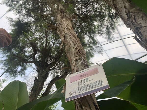 허브식물박물관 온실 내에 자라고 있는 티트리(Tea Tree, 학명 Melaleuca alternifolia). 티트리 오일은 강한 항균 및 소독 작용을 하여 여드름 피부 케어, 항균 화장품, 힐링 아로마의 원료로 사용된다. /사진=오기춘 기자