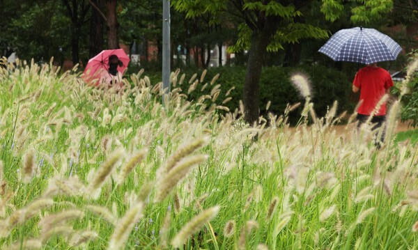 비가 내린 지난달 31일 경기도 수원시 팔달구 서호꽃뫼공원에서 우산을 쓴 시민이 수크령 사이를 걷고 있다. @ 연합뉴스 제공