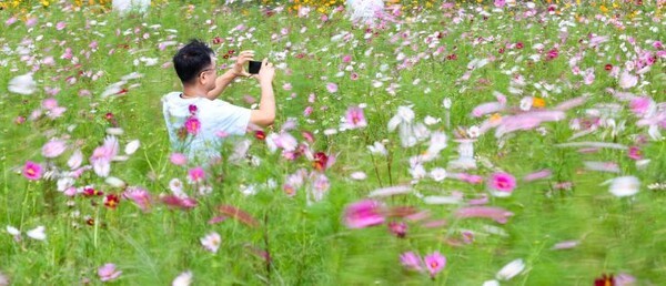 선선한 바람이 불며 일교차가 큰 초가을 날씨를 보인 10일 경북 경산시 하양경관농업단지에 식재된 코스모스가 바람에 흔들리고 있다. @ 연합뉴스