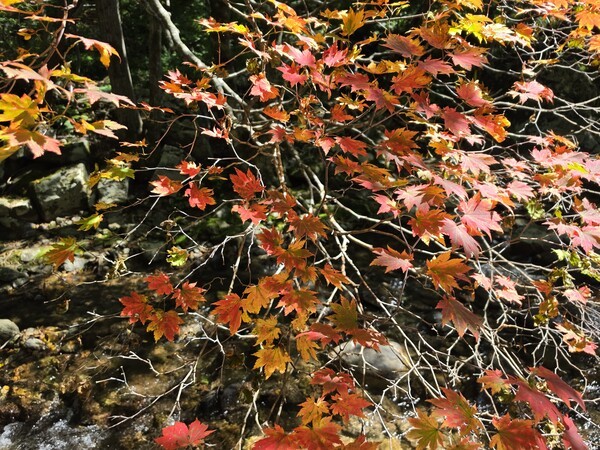 점봉산에서 관찰된 첫 단풍./사진제공=국립수목원