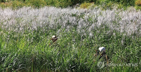 완연한 초가을 날씨가 이어진 20일 서울 마포구 하늘공원에서 시민들이 억새풀 사이를 산책하고 있다. @ 연합뉴스
