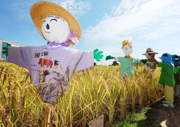 절기상 추분을 하루 앞둔 22일 경기도 수원시 권선구 국립농업박물관을 찾은 어린이들이 누렇게 익어가는 벼와 허수아비를 살펴보고 있다. @ 연합뉴스