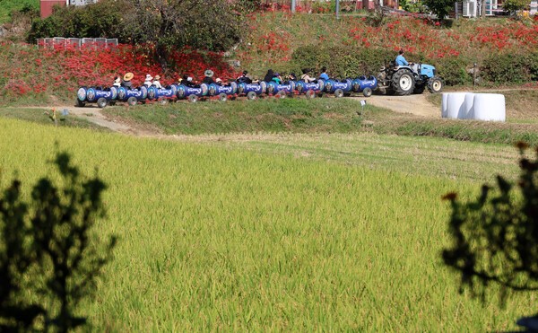 지난 22일 오후 충남 홍성군 홍동면 문당리에서 관광객을 태운 농촌 체험 열차가 황금빛으로 물든 들녘을 지나가고 있다. @ 연합뉴스