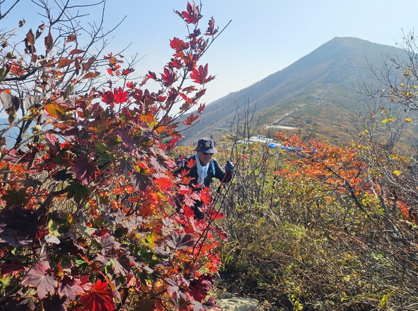 완연한 가을 날씨가 찾아온 30일 강원 속초시 설악산국립공원 대청∼한계령 일원이 단풍으로 물들고 있다. 설악산 단풍은 내달 중하순께 절정을 이룰 것으로 보인다. @ 연합뉴스