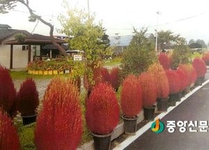 <이천>모가면 댑싸리 빗자루 나눔