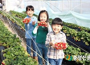 [포토]겨울딸기 맛보러 오세요