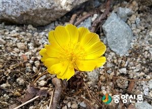 [포토]봄소식 알리는 꽃 ‘복수초’ 개화