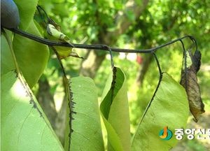 이천농기센터, 과수나무 동계방제 약제 지원