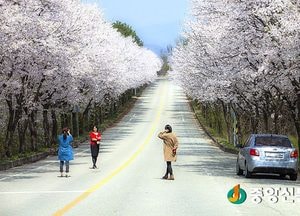 흐드러지는 7.5km 꽃길 ‘제1회 여주흥천 남한강 벚꽃축제’ 개최