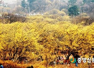 이천백사산수유꽃 축제, 봄맞이 오세요