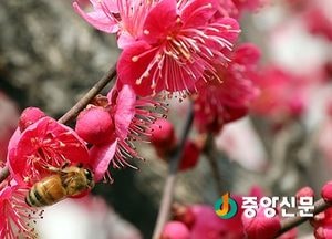 봄의 전령사 홍매화와 산수유 꽃 활짝