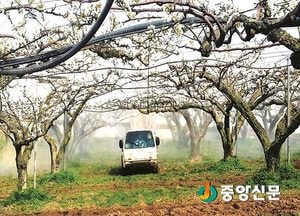 여주시, 사과·배 화상병 예방 총력
