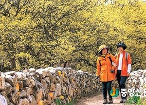 노오란 꽃 넘실넘실 이천백사산수유꽃축제 4월 7일 팡파르