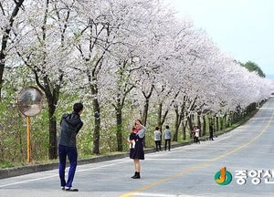 여주흥천남한강 벚꽃축제 16일까지