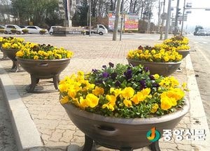 <여주>오학동 꽃묘 식재로 화사한 환경 조성
