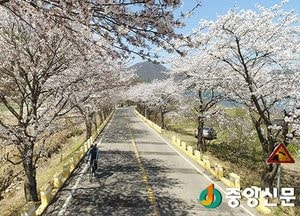 <광주 포토>유혹하는 남종면 벚꽃 길