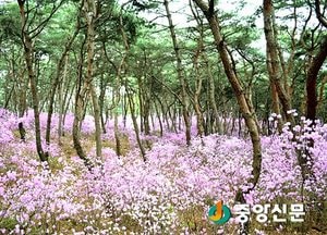 <여주>세종대왕릉 진달래 동산 29일까지 특별 개방