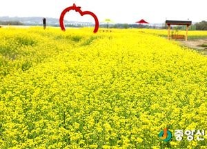 <이천>모가면 노오란 물결 장관 유채꽃 활짝